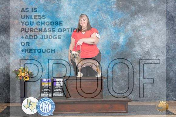 Chinese Crested #5 Sun BOB Judge Sandra Walker__JP_0017_Abilene_2024_HR3