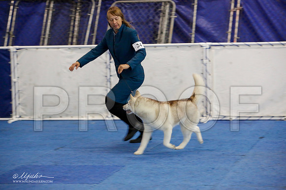 _M3_0583-AddisonHuskyMar2015-HR3