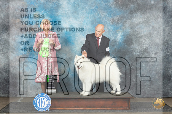 Samoyed #8 Sun OHG2 Judge Debra Thornton__JP_4070_Lubbock_2024_HR3