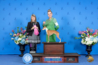 Italian Greyhound #12 FRI OHG1 Judge Angela Pickett