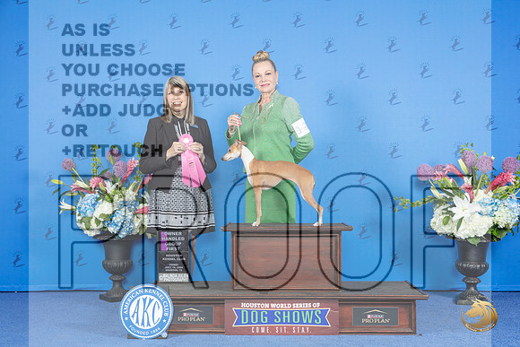 Italian Greyhound #12 FRI OHG1 Judge Angela Pickett__JP_9434_Houston_2024_HR3