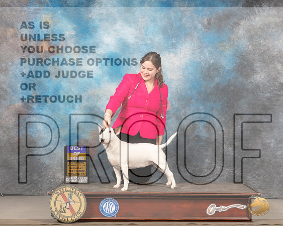 Miniature Bull Terrier #6 Sat BOB Judge Barbara AldermanMMJ_5142_Mdlnd2022_HR3