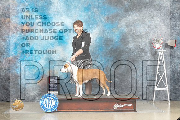 American Staffordshire Terrier #6 Fri WBBOS Judge Alfred Ferruggiaro_MJ_3884_Amarillo_2022_HR3