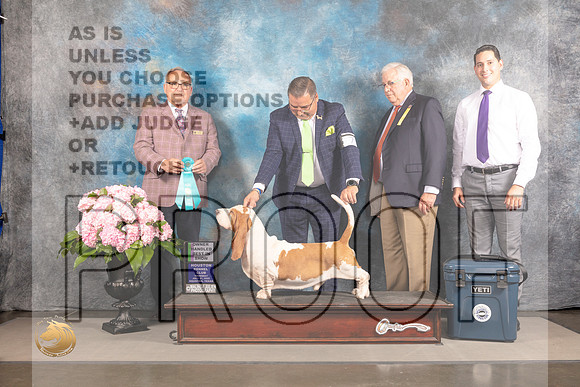 Basset Hound #7 Thur OHBIS Judge Ken Murray_MJ_4735_Houston_2022_HR3