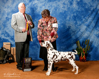 Dalmatian #17 Fri BOB OL