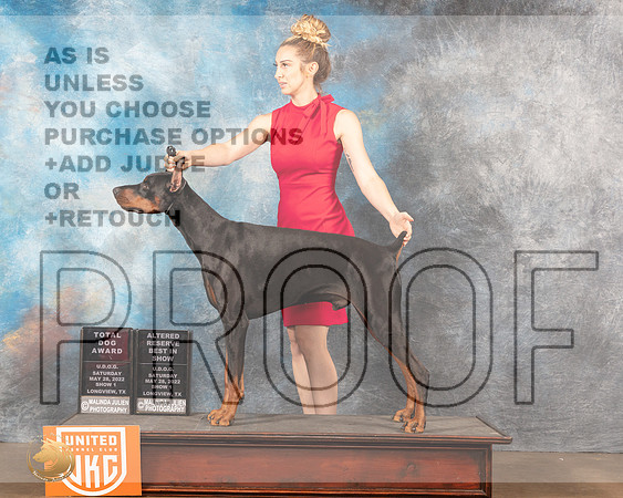 Doberman Pinscher #149 Sat ARBIS Judge Michelle BlackowlMMJ_5857_Lngvw2022HR3