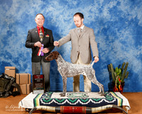 German Shorthaired Pointer #26 Sat BOS