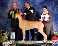 Great Dane #30 Sun AOH BIS Joiner Danielle & Charles Joiner Graig & Sally Lynn Judge B Jenkins +A1