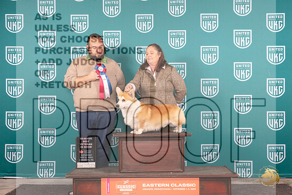 Pembroke Welsh Corgi #217 VRBIS Judge William Chrazanowski__JP_2154_UKCEastern_2024_HR3