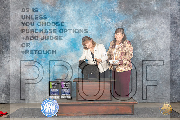 Affenpinscher #6 Sat OHRBIS Judge Polly Smith OHG1 Judge Beth __JP_5692_San Antonio_2024_HR3