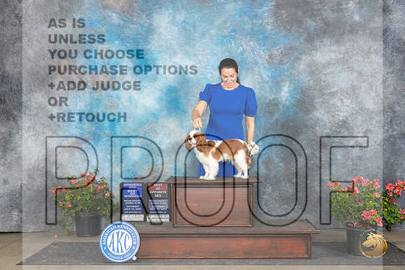 Cavalier King Charles Spaniel #9 Sat WDBOWBOS Judge Christ Martinez__JP_5477_San Antonio_2024_HR3