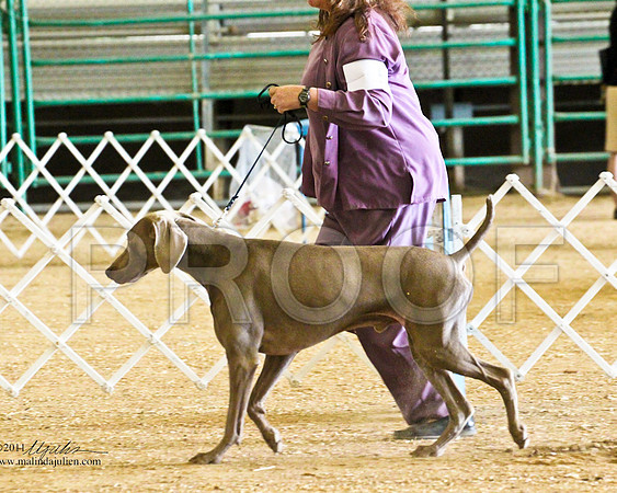 Weim-4156