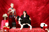 English Springer Spaniel Sat S1 G3 Cherilyn Clark Judge Glenda Bruneau