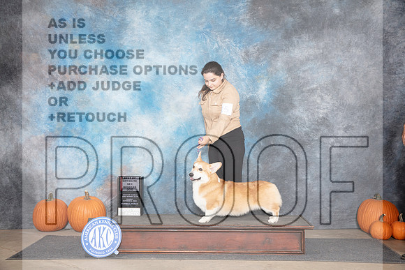 Pembroke Welsh Corgi #15 Sun WDBOS Judge Ray Filburn__JP_9400_Humble_2024_HR3