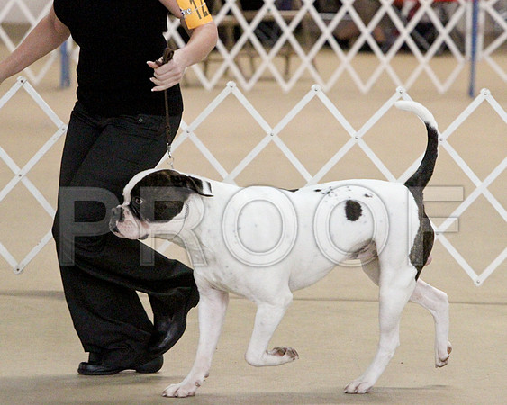 Bull Dog Private-3812LR