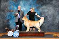 Golden Retriever #9 Fri WD Judge Robert Stein