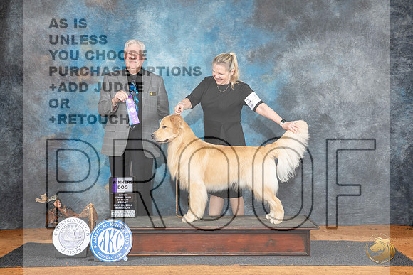 Golden Retriever #9 Fri WD Judge Robert Stein__JP_6939_MARSHALL_2024_HR3
