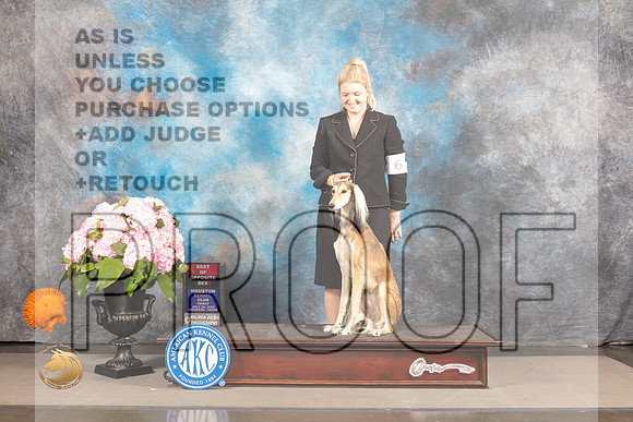 Saluki #16 Sat BOS Judge Barbara Alderman_MJ_7315_Houston_2022_HR3