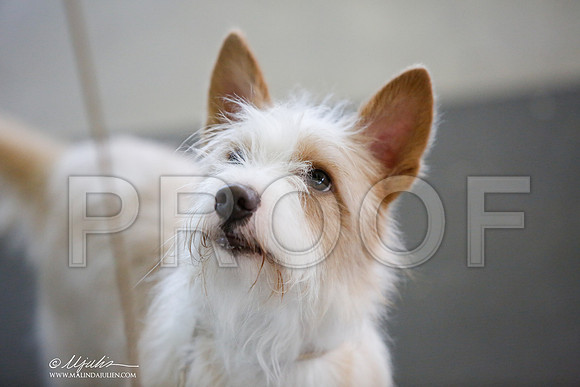 _JJ_2811-DallasJul2014-HR3