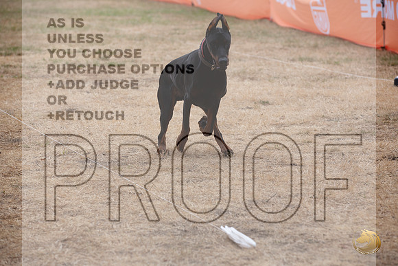 Precision Coursing Longview WA 2024 Doberman Pinscher_JJL_3377_Longview WA_2024_HR3