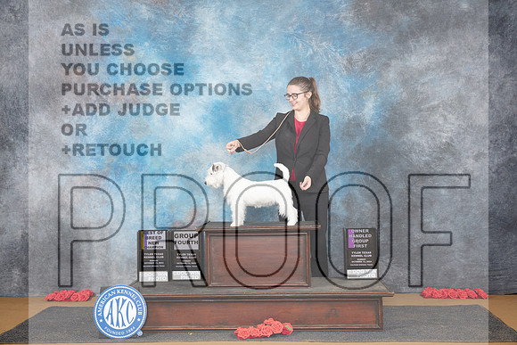 Russell Terrier #5 Sun WDBOWBOB NCH Nikki Riggsbee OHG1 Beth Downey G4 Judge Sidney Marx__JP_0990_Sulphur Springs_2024_HR3