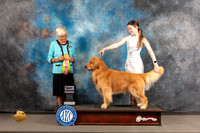 Golden Retriever #J505 Wed BJr Judge Pluis Davern
