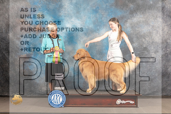 Golden Retriever #J505 Wed BJr Judge Pluis Davern_MJ_2963_Houston_2022_HR3