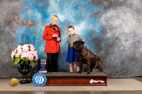 Bullmastiff #? FRI WD Judge Patricia Sosa