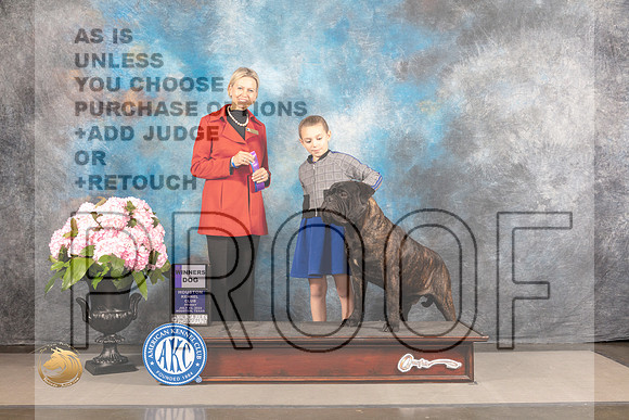 Bull Mastiff #? FRI WD Judge Patricia Sosa_MJ_5931_Houston_2022_HR3