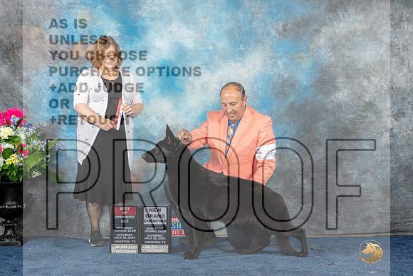 German Shepherd Dog #36 Sat BOS NGC Judge Elizabeth Muthard-MJP_5695e_Hstn2023-HR3