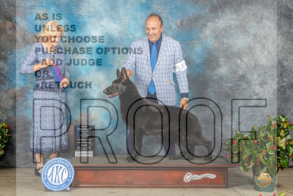 German Shepherd Dog #8 Fri WBM Judge Patti Widick Neale-MJP_8168_SA2023-HR3
