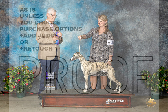 Whippet #25 Fri WDM Judge Dr Michael Woods-MJP_9304e_SA2023-HR3
