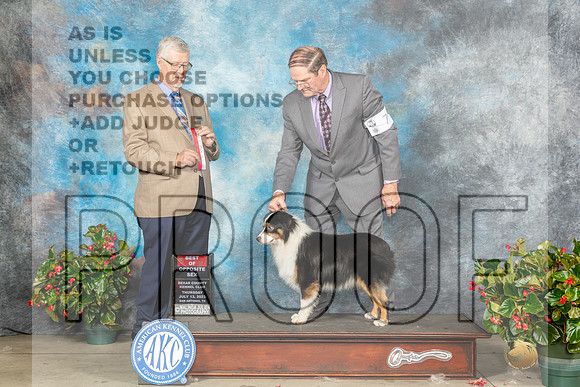 Miniature American Shepherd #7 Thur BOSGCH Judge Dr Michael Woods-MJP_7219e_SA2023-HR3