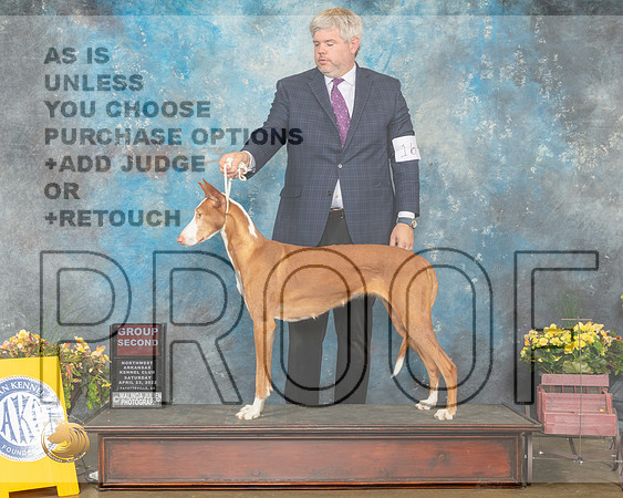 Ibizan Hound #16 Sat G2 Judge Deirde Petrie-MMJ_0701-NWARK2022-HR3