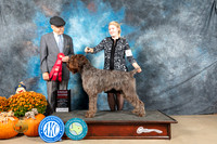 Wirehaired Pointing Griffon