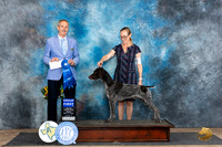 German Shorthaired Pointer #9 Fri G1 Judge Rick Gschwender