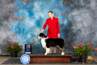 Australian Shepherd #31 Sun WDM Judge Wendy G Willhauck