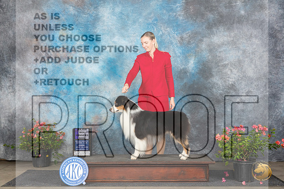 Australian Shepherd #31 Sun WDM Judge Wendy G Willhauck__JP_5820_San Antonio_2024_HR3