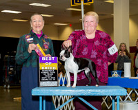 Boston Terriers #8 Fri BOB Krouse Susan Judge Mrs Carolyn A Herbel