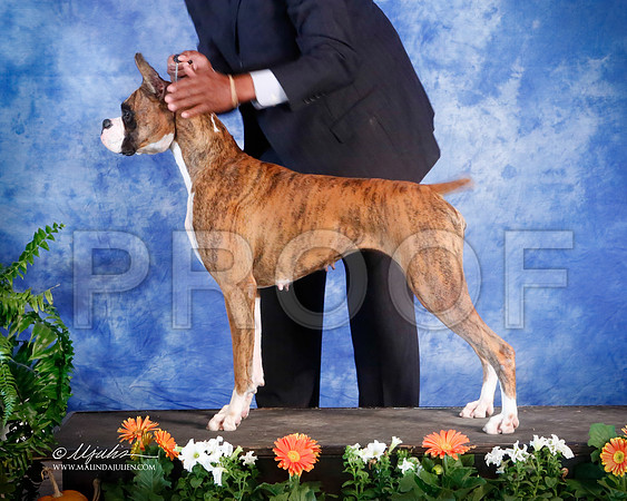 boxer-3357-HstnNov13-HR