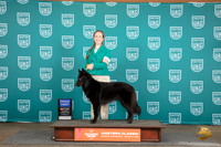 Belgian Shepherd #338 Sat G1 Judge Sharron Griffon