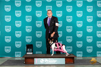 Rat Terrier #553 Fri WP Judge Valerie Piltz