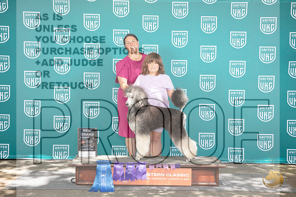 Poodle Standard MC 555 Fri Sun NGCh No Judge__JP_1838_Longview WA_2024_HR3