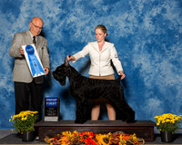 Giant Schnauzers #8 Sun G1 Reed Chris Holly Maryann Bisceglia Mike Reese Agent Alfonso Escobedo Judge Mr Gary L Andersen
