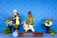 English Cocker Spaniel #17 THUR G3 Judge Nancy Liebes