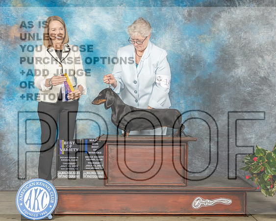 Dachshund Smooth #16 Thur BOVBOWWB Judge Lee Wittier-MJP_8125e-SA2023_HR3