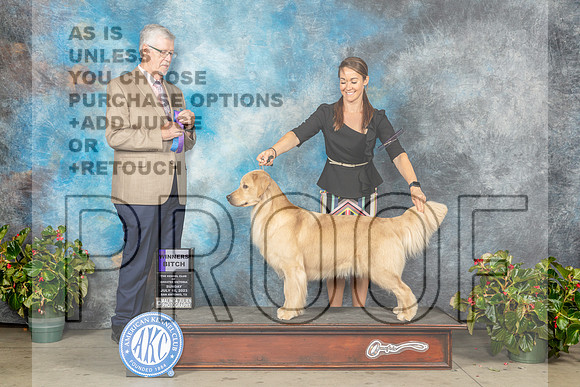 Golden Retriever #24 Sun WB Judge Dr Michael Woods-MJP_9985e-SA2023_HR3
