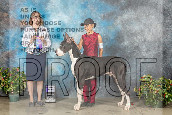 Great Dane #5 Sat WD Judge Grace Fritz-MJP_9962e-SA2023_HR3