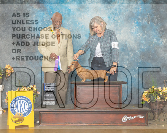 Dachshund Wire #14 Thur BOW Judge Eugene Blake-MMJ_9072-NWARK2022-HR3