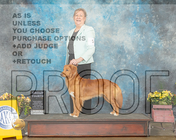 Nova Scotia Duck Tolling Retriever #5 Sat G4 Judge Laurie Telfair-MMJ_0833-NWARK2022-HR3